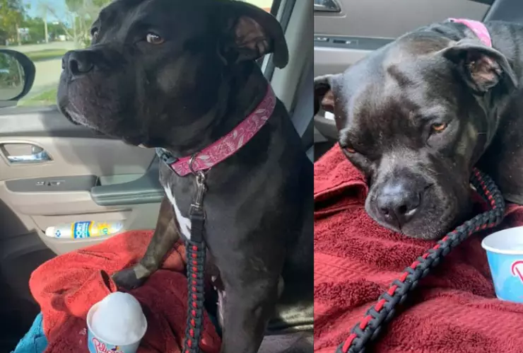 perrita Lola y su nieve.jpg