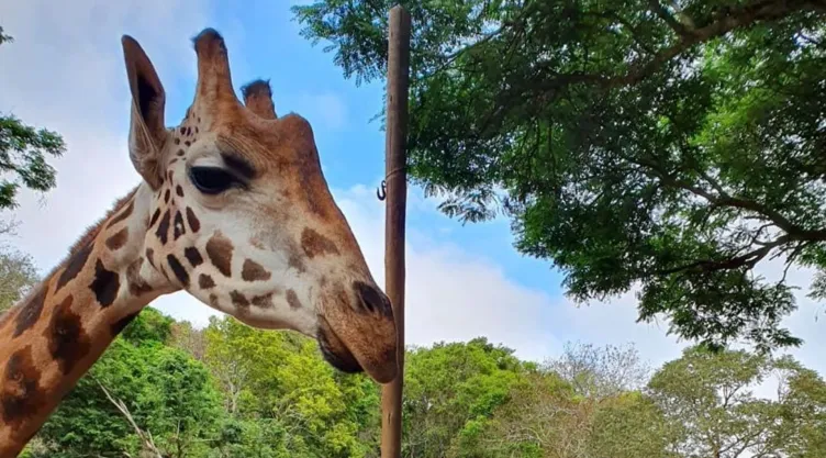 Jirafa nace en zoológico de Sao Paolo