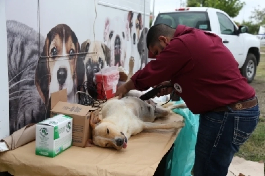 Vacunación de mascotas