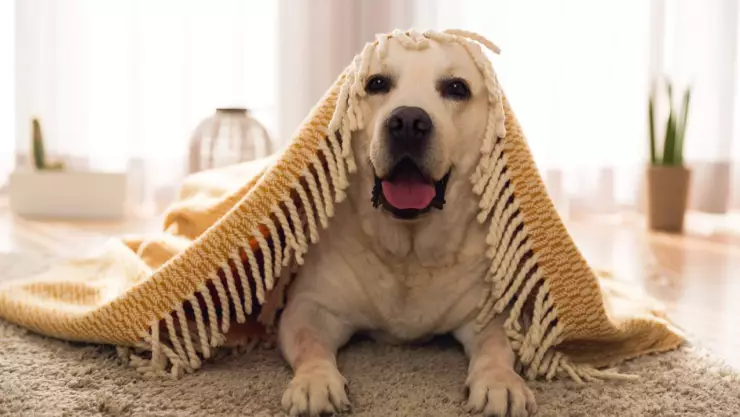 20 nombres más originales para tu perro