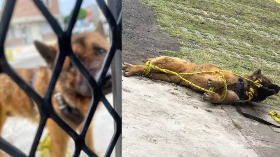VIDEO: Vecinos torturan y matan a perro guía por entrar a una privada
