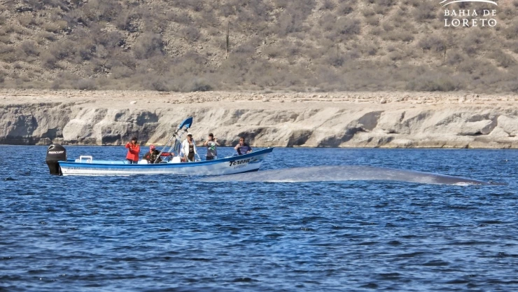 Primeros ejemplares de Ballena Azul llegan a Bahía de Loreto, BCS.jpeg