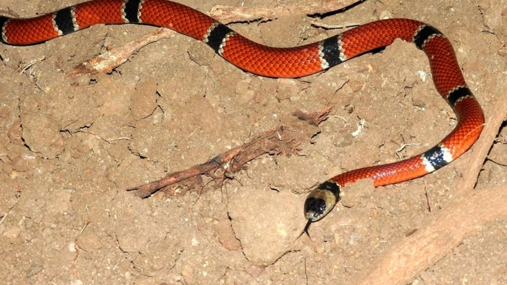 Niña termina en el hospital tras ser MORDIDA por una serpiente coralillo en Tizimín; ¿Está GRAVE?