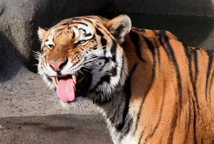 Tigre Apaseo el Grande Guanajuato alerta