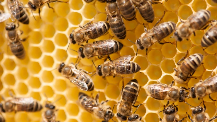 Grupo de abejas en un panal
