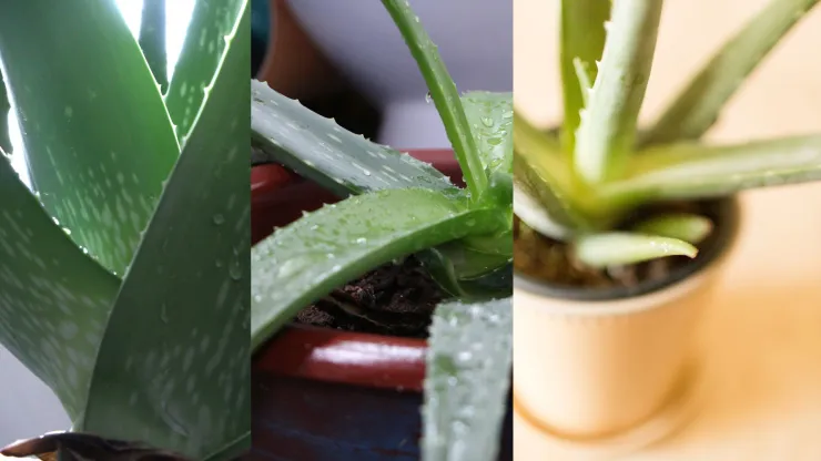 Dónde poner la planta de aloe vera para proteger tu casa de las malas vibras, según el Feng Shui