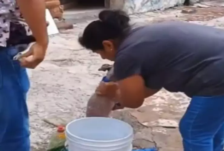 VIDEO: Denuncian estética canina por bañar a perros con jabón para trastes