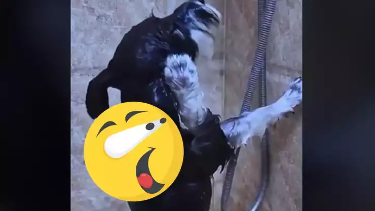 perrito se vuelve viral por bañarse solo