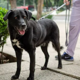 ¿Qué hacer si sospechas que envenenaron a tu perro en CDMX? Primeros auxilios y síntomas de alerta