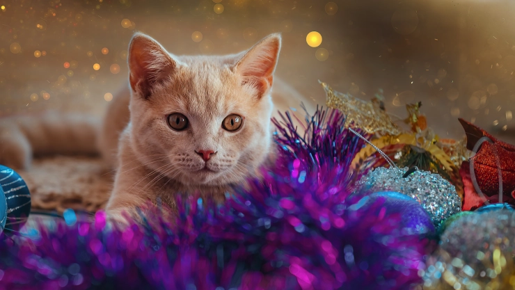 día internacional del gato