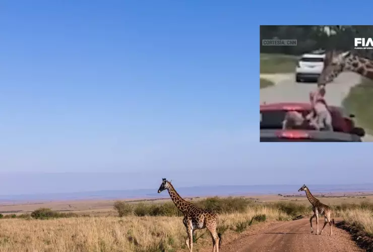 ¡Peligro en el safari! Jirafa toma a una niña en Texas