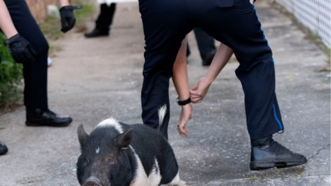 Cerdo_policía_Pensacola_ (1).jpg