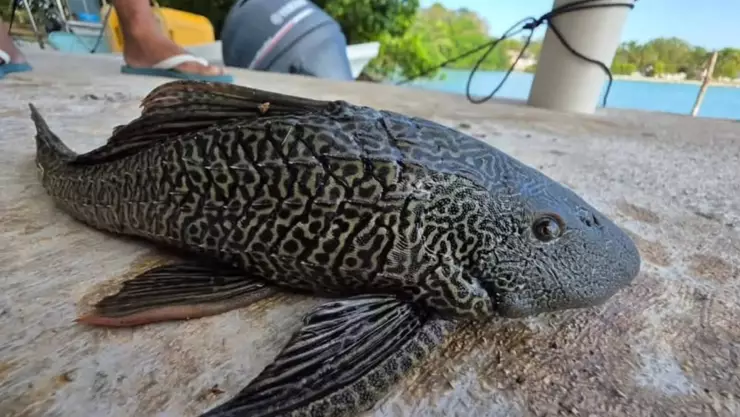 ¡Un invasor! Reportan presencia del pez diablo en la bahía de Chetumal