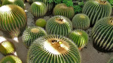 acitron rosca de reyes.jpg