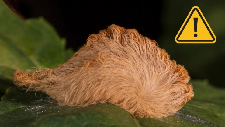 Emiten ALERTA en este estado de México por aparición de oruga peluche; ¿Qué tan PELIGROSA es?