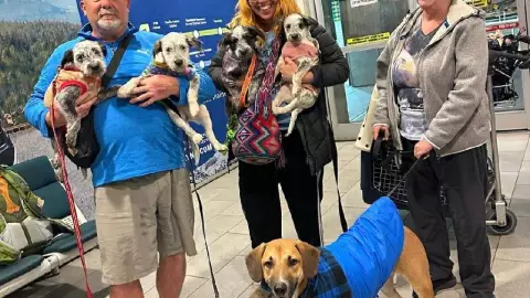 ¡De las calles al extranjero! Perritos yucatecos abandonados son adoptados en Canadá