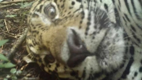 Jaguar yucateco se toma selfies con una cámara trampa; imágenes virales