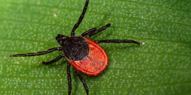 Las garrapatas pueden transmitir el virus