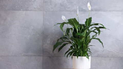 plantas