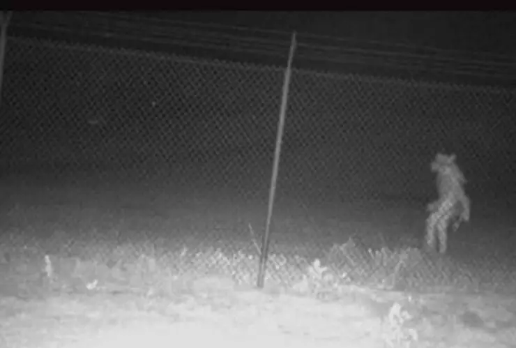 Reaparece el Chupacabras en Texas