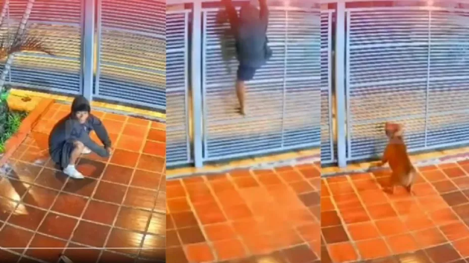 pitbull evita robo en vivienda.jpeg