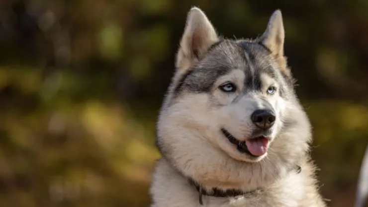 husky
