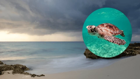 Las 2 playas de Quintana Roo donde puedes encontrar tortugas, según la IA.png