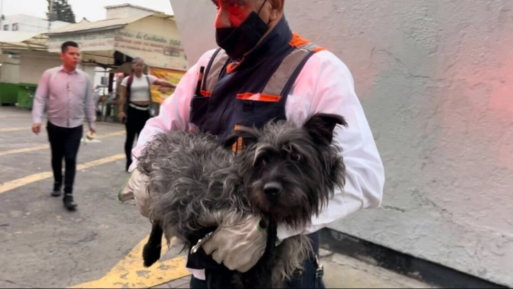 ¡Por más de una hora! Perritos en vías de la Línea 3 retrasan el servicio del Metro CDMX