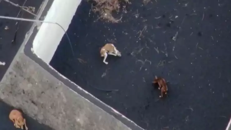 rescatarán con drones a perritos 