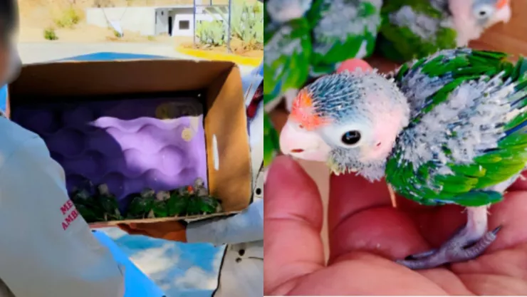 Rescatan a 12 polluelos de pericos de la venta ilegal en Oaxaca