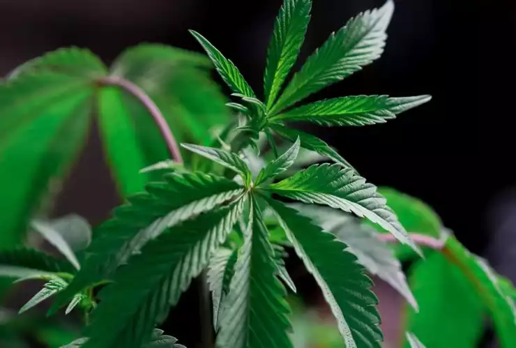 Por primera vez en México, se autoriza el cultivo para uso industrial de marihuana