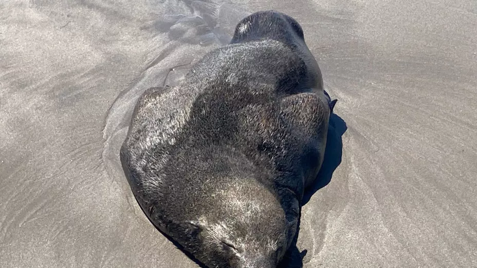 Lobo Marino en Puerto Arista durante puente de marzo 2025