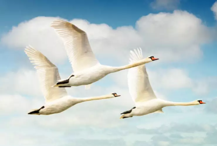 cisnes drogados en eslovaquia