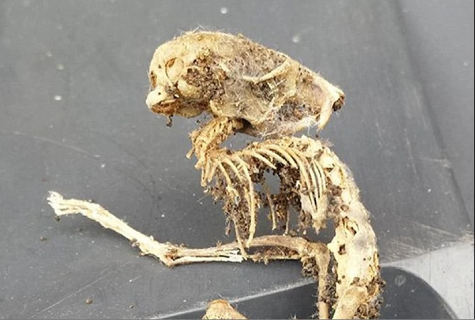 Un hombre encontró el esqueleto de un animal que se parece mucho al de la famosa película “Alien”, de Ridiley Scott.