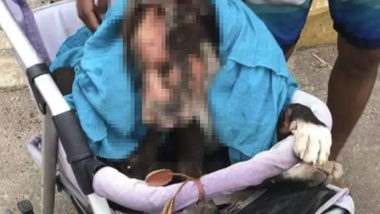 Fotos_ Queman a perrita con gasolina en Playa del Carmen; piden justicia en redes