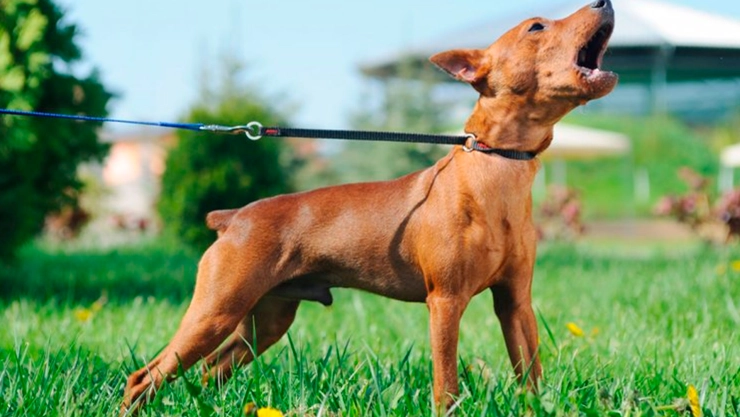 ¡Nueva forma de extorsión! Modus operandi de los “monta peleas” con perros para estafar personas