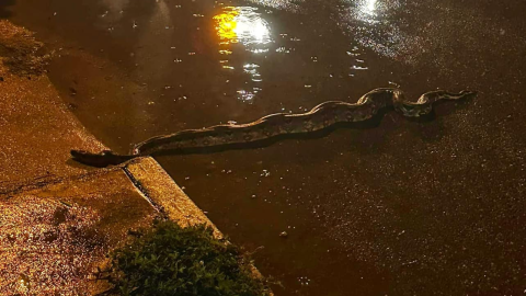 FOTOS: Fuertes lluvias en Mérida atraen ENORME boa en calles de la ciudad