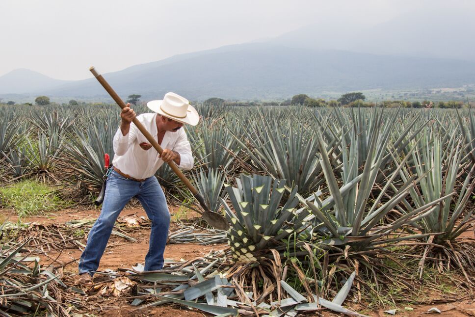 jimador en el cultivo de agave