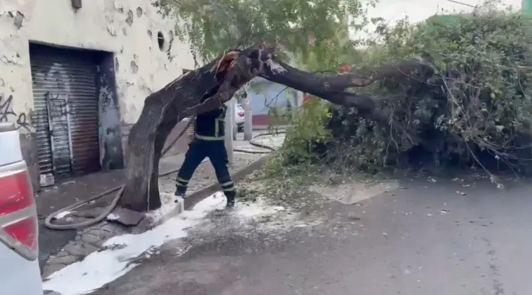 Cae un árbol con panel de abejas en calles de la GAM; moviliza servicios de emergencia en CDMX