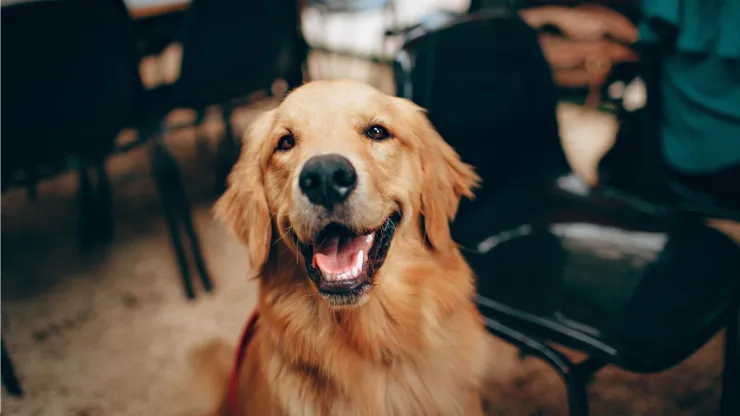 Si tu perro te mira fijamente, trata de descubrir que quiere decirte y responde con empatía.