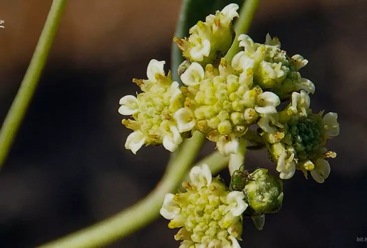 Universitarios usan resina del guayule como antiinflamatorio y anticancerígeno