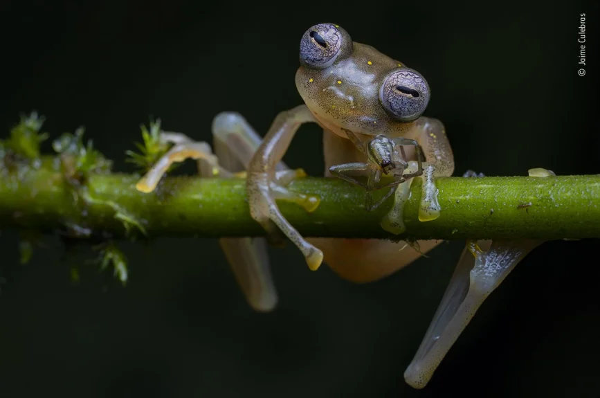Jaime caminó durante cuatro horas para llegar a este lugar, decidido a compartir su pasión por las ranas de cristal. Se emocionó al ver a uno comiendo una araña, sus ojos como mosaicos relucientes. Con una serenata de un coro de ranas bajo una lluvia torrencial, reclamó la primera imagen de esta especie alimentándose.