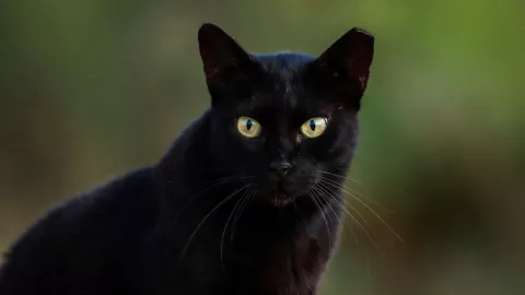¿Por qué octubre es el mes más peligroso para los gatos negros.jpg