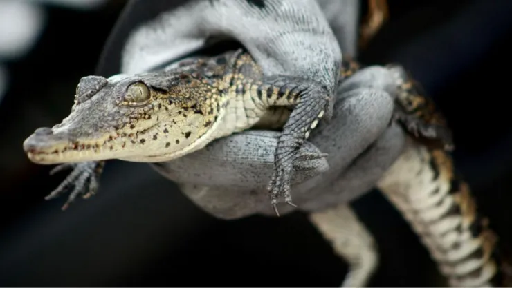 ÚLTIMA HORA | Localizan cocodrilo dentro de una caja en el Parque Morelos