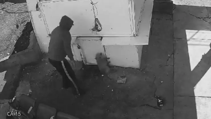 Limpiador de basura golpea a perrito