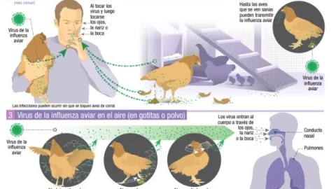 Gripe aviar qué la origina