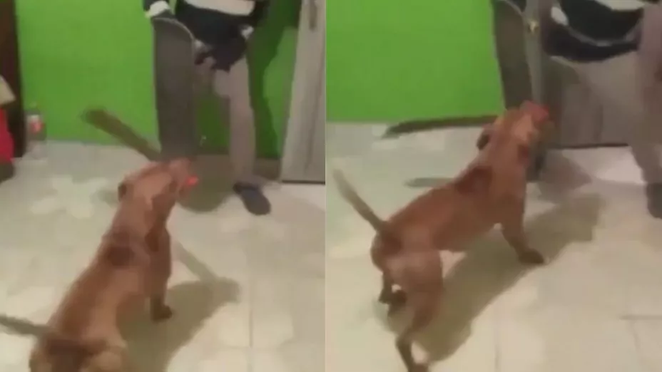 Perro ataca a un hombre con un machete y se hace viral
