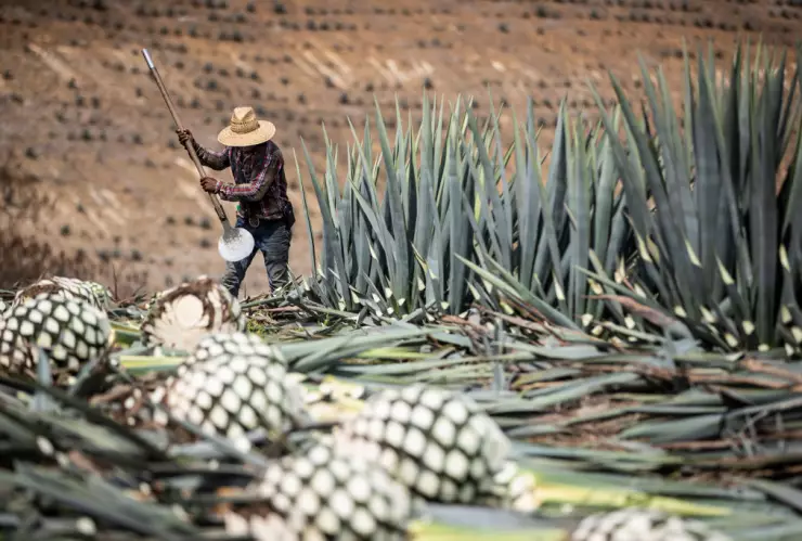 Tequila Production In Sayula Amida Coronavirus Pandemic