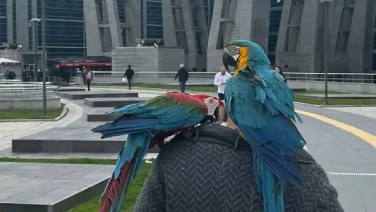 Loros evidencian infidelidad en una pareja y terminó en divorcio