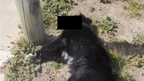 envenenamiento masivo perros nicolás bravo puebla